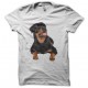 Tee shirt Rottweiler jeune curieux blanc