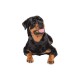 Tee shirt Rottweiler jeune curieux blanc