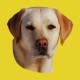 Tee shirt labrador hangover 2 jaune